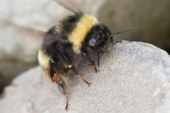 Bombus mckayi