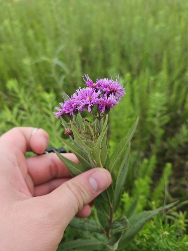 Western Ironweed