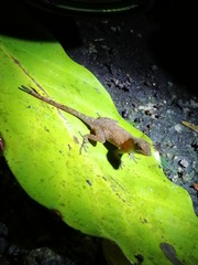 Anolis uniformis