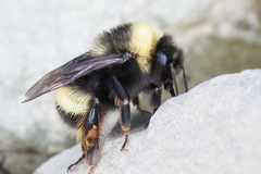 Bombus mckayi