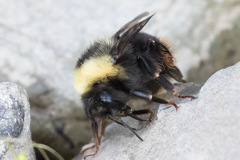 Bombus mckayi