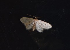 Idaea bonifata