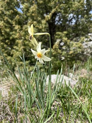 Narcissus poeticus