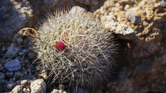 Mammillaria johnstonii