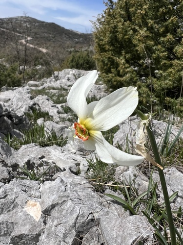 Narcissus poeticus
