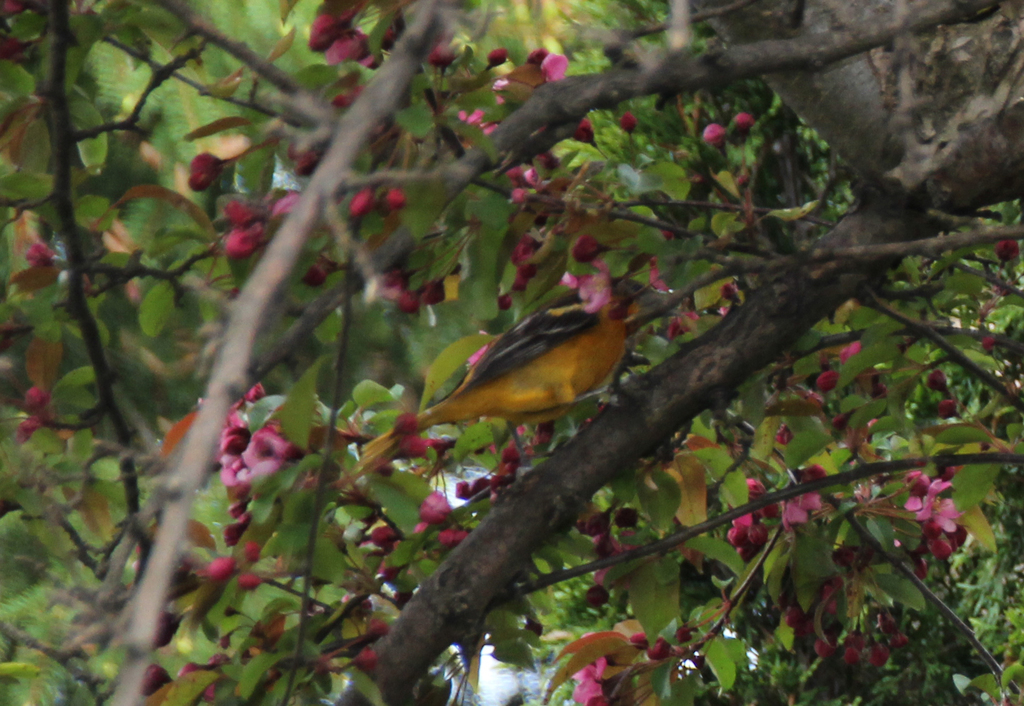 Baltimore Oriole from 256 Friendship Ave, Scarborough, ON M1C 4H4