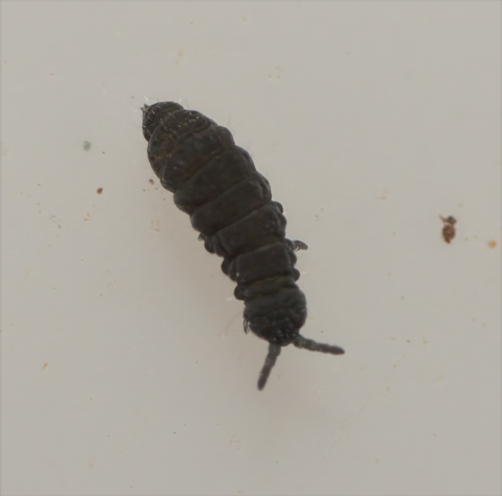 Hypogastrura packardi