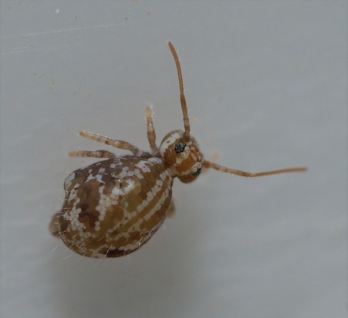 Janusius sylvestris