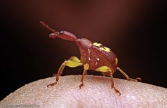 Korotyaevirhinus necopinus orientalis