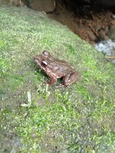 Volcan San Martin Rainfrog
