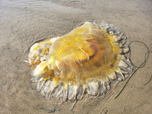 Egg-yolk Jelly photographed in Oregon