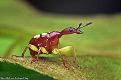 Korotyaevirhinus necopinus orientalis