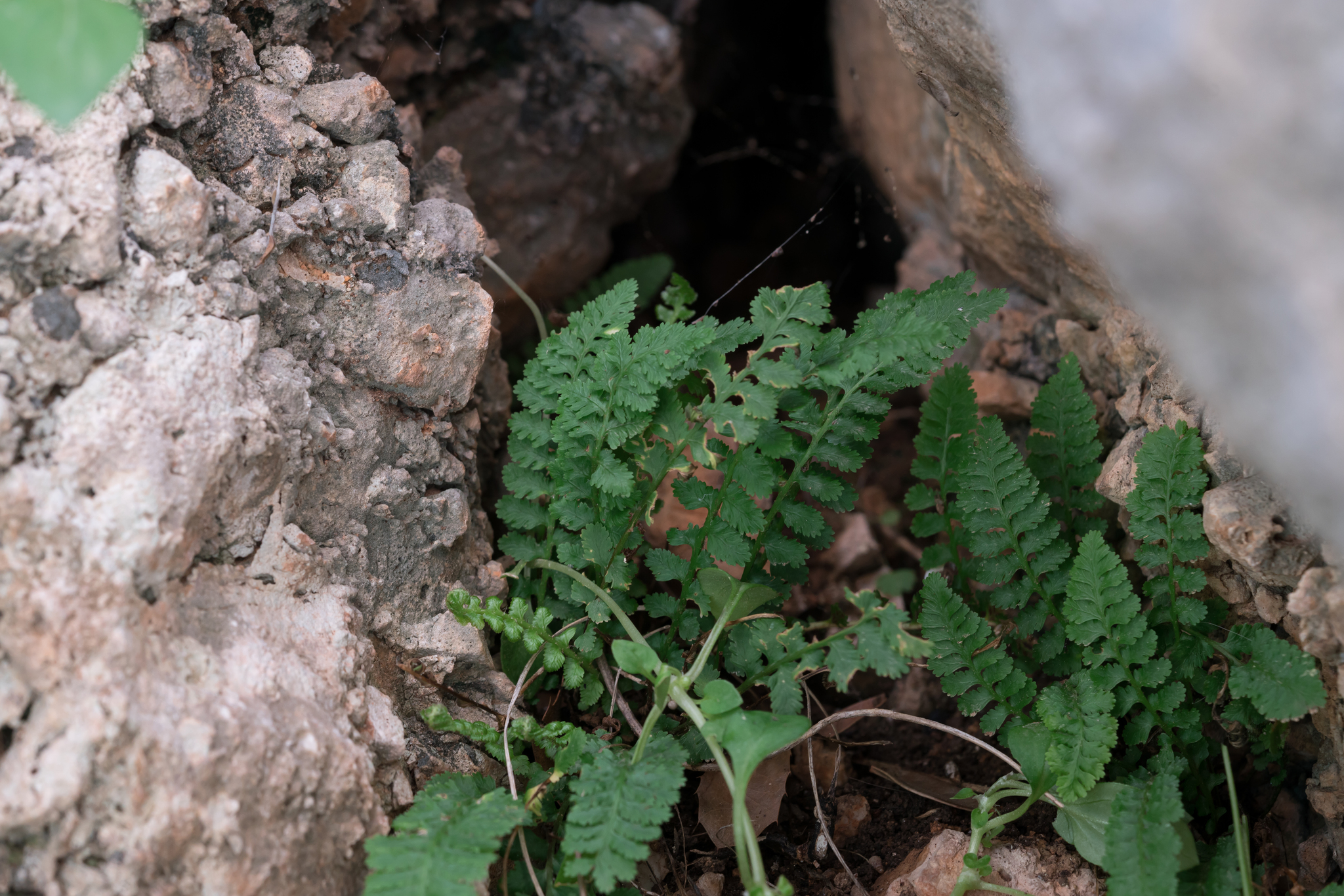 Asplenium bourgaei