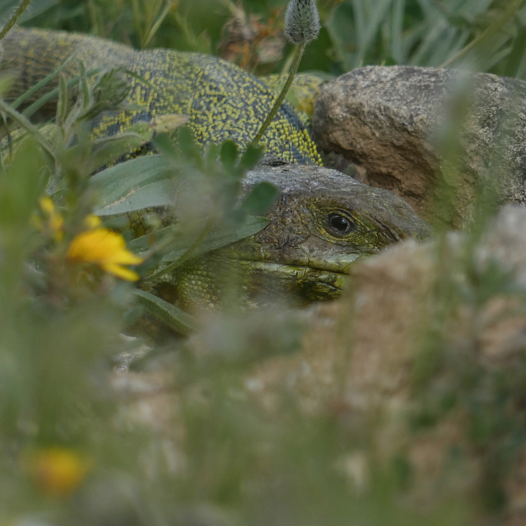 Ocellated Lizard from 29200 Antequera, Málaga, Spain on April 14, 2025 ...