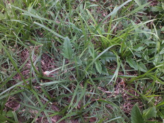 Tridax procumbens image