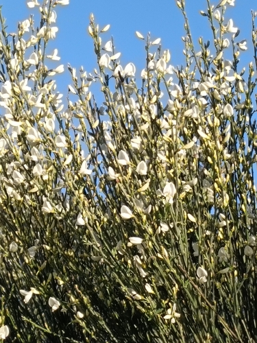 Image of White Spanish Broom (Cytisus multiflorus) by (c) Diego Rodríguez Hernández, some rights reserved (CC BY)