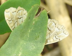 Elophila icciusalis