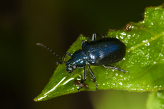 Alticina