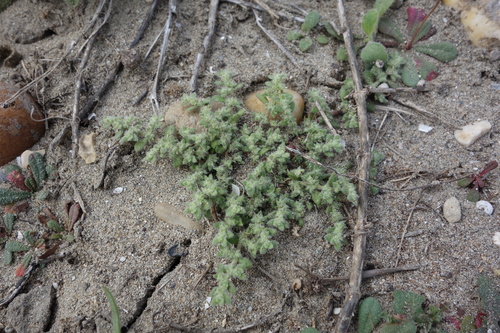 Image of Herniaria hirsuta by (c) Clément Maouche, some rights reserved (CC BY)
