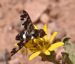 Exoprosopa caliptera