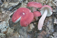 Russula rubellipes