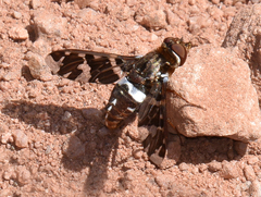 Exoprosopa caliptera