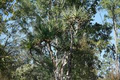 Pandanaceae