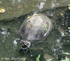 Malayemys macrocephala