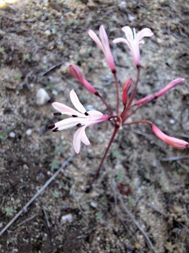 Strumaria watermeyeri