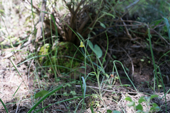 Fritillaria rhodia, photograph (c) Eleftherios Katsillis, some rights reserved (CC BY)