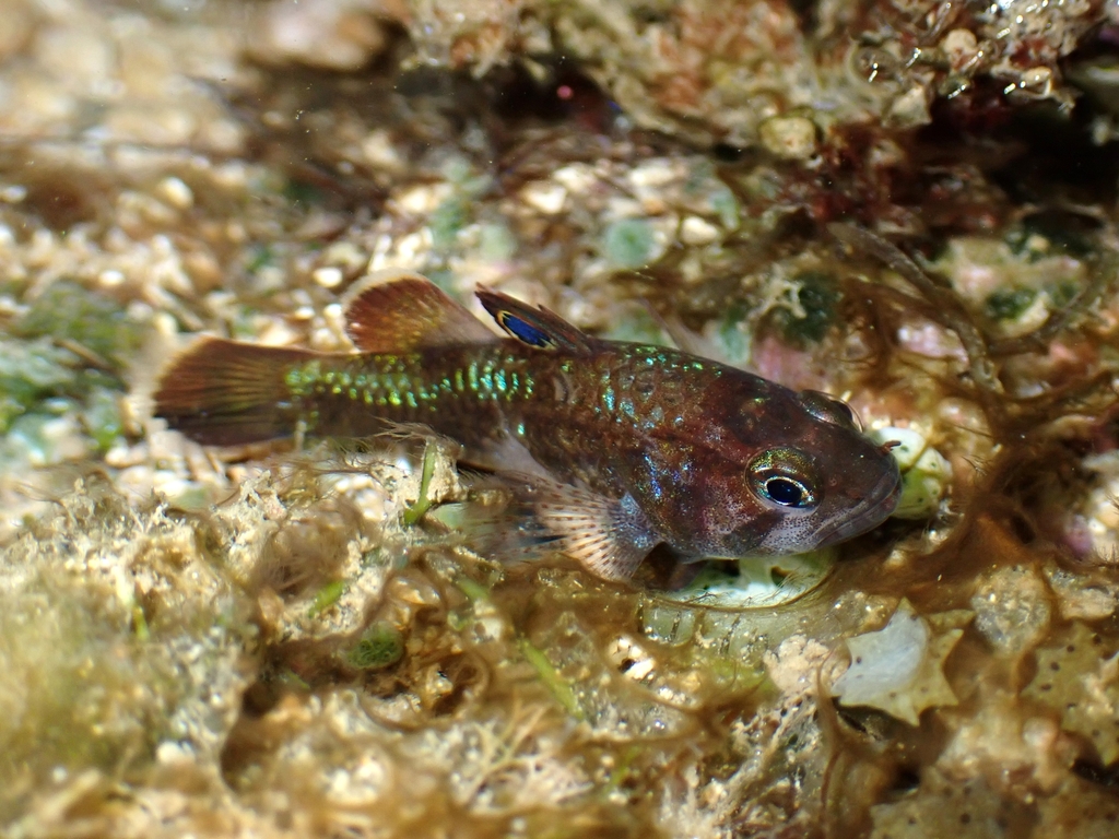 Photo of Ocellated Cardinalfish (Apogon ocellatus)