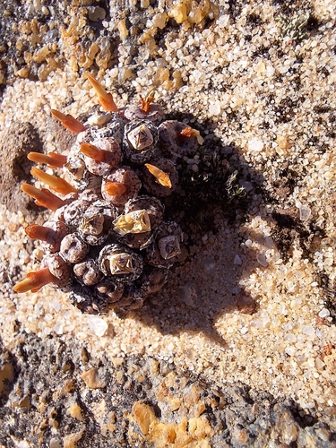 Conophytum comptonii