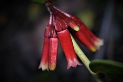 Macleania cordifolia