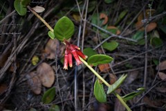 Macleania cordifolia