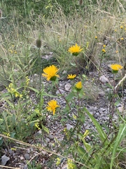 Grindelia scabra