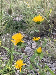 Grindelia scabra