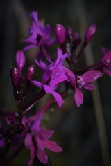 Epidendrum jamiesonis