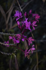 Epidendrum jamiesonis