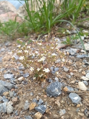 Primulaceae