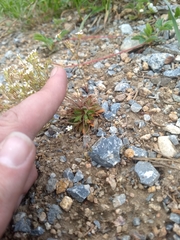 Primulaceae
