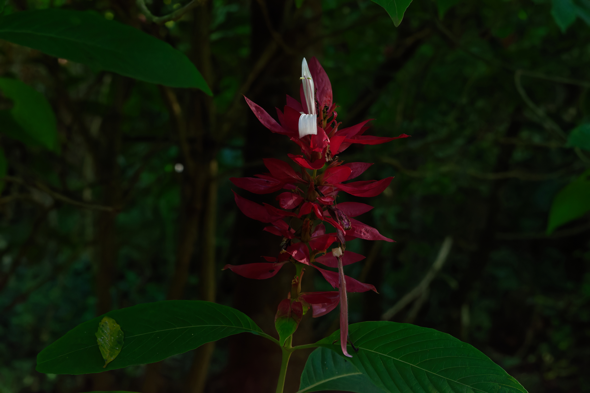 Megaskepasma erythrochlamys