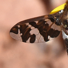 Exoprosopa caliptera