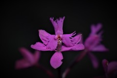 Epidendrum jamiesonis