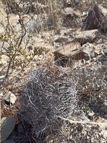 Image of Astrophytum capricorne by (c) Francisco Martínez González, some rights reserved (CC BY-SA)
