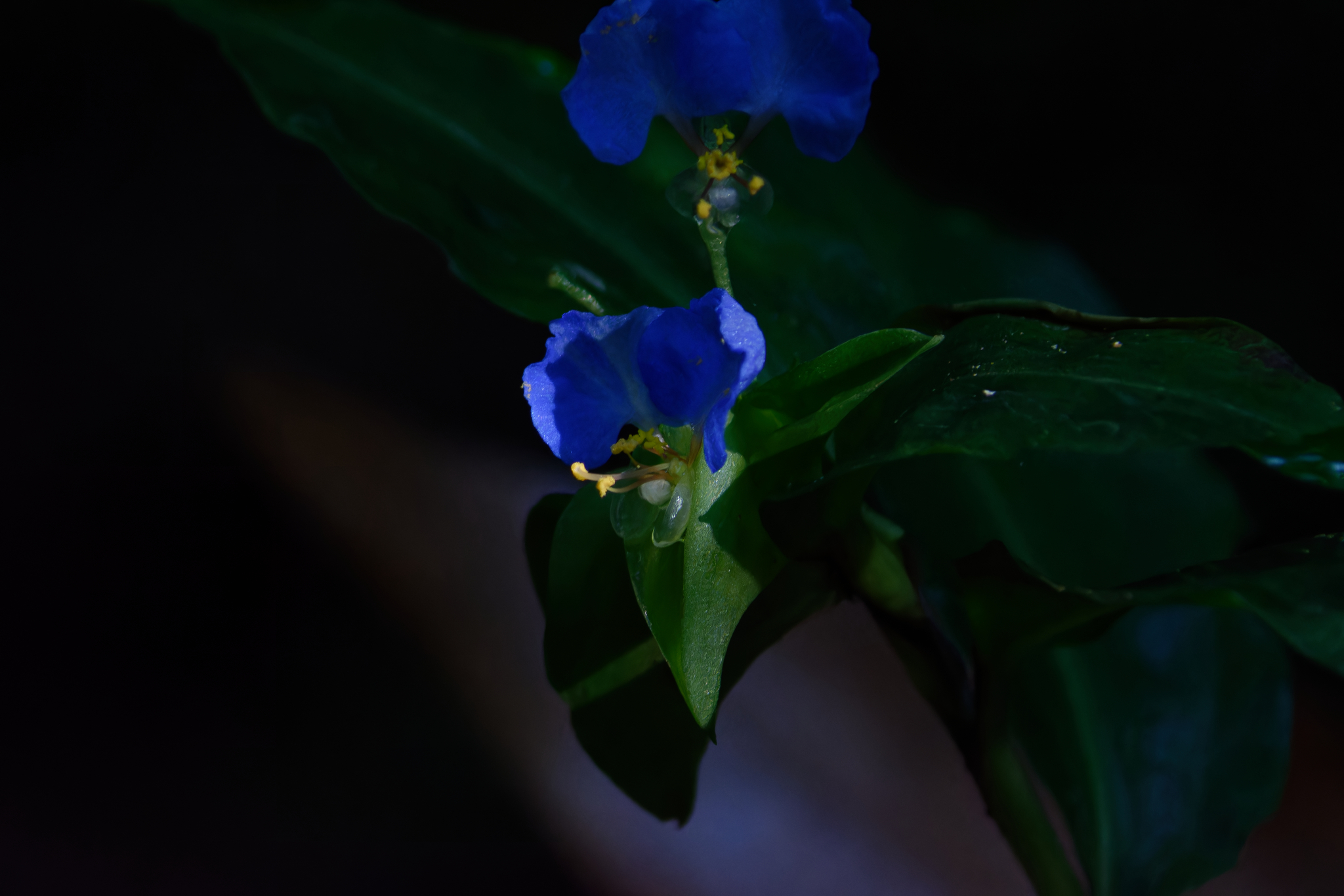 Commelina obliqua