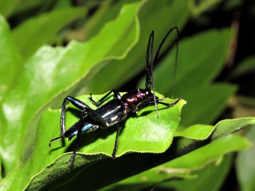 Cloniophorus