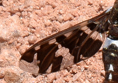 Exoprosopa caliptera