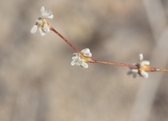 Eriogonum baileyi