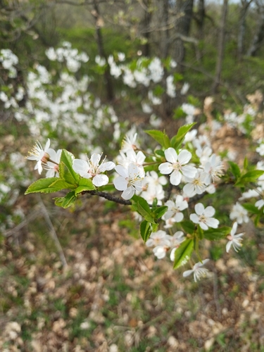 Prunus eminens, photographed by an iNaturalist contributor