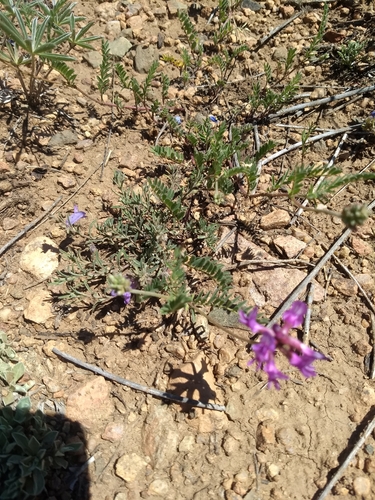 Image of Astragalus hallii by (c) Akiva, some rights reserved (CC BY-SA)
